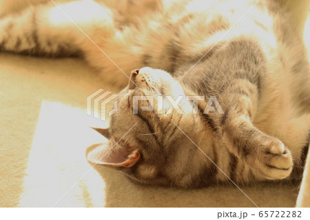 陽だまりでリラックスして寝ているキュートな猫アメリカンショートヘアブルータビー 65722282