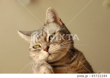 上から退屈そうに見下ろす猫アメリカンショートヘアブルータビーの写真素材