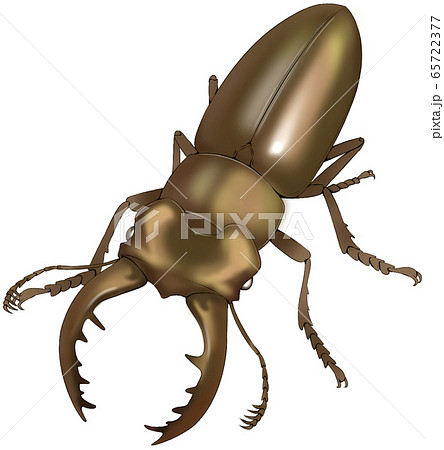 ミヤマクワガタ 65722377