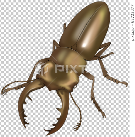 高砂深山鍬形蟲 65722377