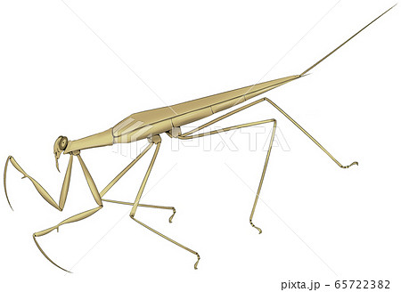 ミズカマキリ 65722382