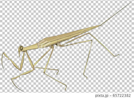 ミズカマキリ 65722382