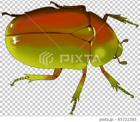 カナブンのイラスト素材 [65722385] - PIXTA