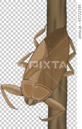 Tama Tama Tama Tama 65722395