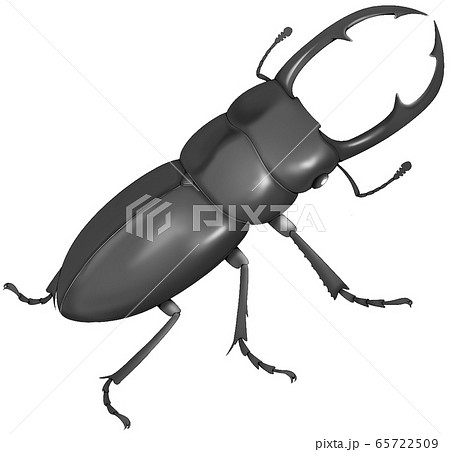 コクワガタ 65722509