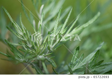 春のヨモギ 65722693
