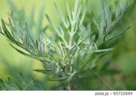 春のヨモギ 春のヨモギ 65722694