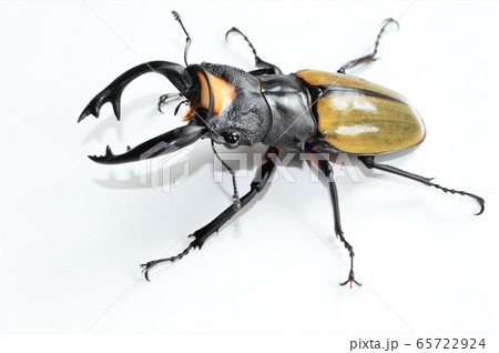 ラコダールツヤクワガタ　白背景 65722924