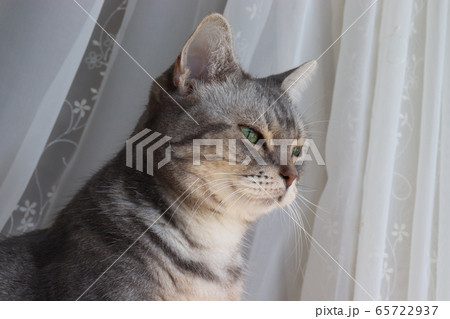 カーテンレース前のグリーンアイがとても美しい猫アメリカンショートヘアブルータビー 65722937