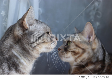 日差しの下で遠くを見つめている猫の横顔アメリカンショートヘアブルータビーとシルバーパッチドタビー 日差しの下で遠くを見つめている猫の横顔アメリカンショートヘアブルータビーとシルバーパッチドタビー 65722938