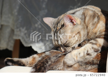 カーテンレース前で尻尾の付け根をかむ猫アメリカンショートヘアシルバーパッチドタビーの写真素材