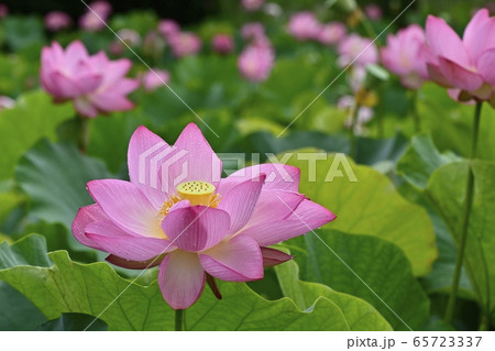 古河総合公園の大賀ハスの花 65723337