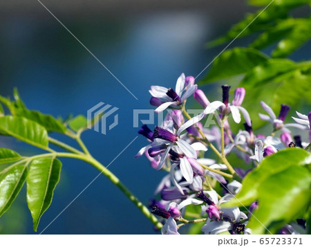 紫色のセンダンの花のクローズアップ(鏡川河川敷 '20) 紫色のセンダンの花のクローズアップ(鏡川河川敷 '20) 65723371