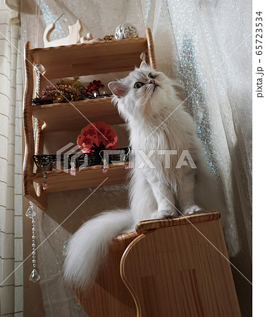 そのお友達は妖精 65723534