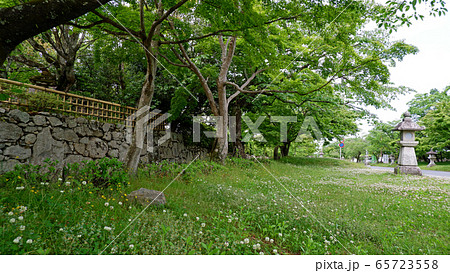 大津市坂本 日吉馬場の青もみじ 坂本さんぽ 大津市坂本 日吉馬場の青もみじ 坂本さんぽ 65723558