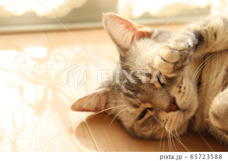 カーテンレースの影の中でキュートなポーズで眠る猫アメリカンショートヘアブルータビーの写真素材