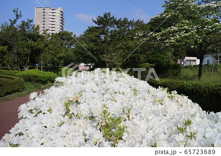 仙台市宮城野区 榴岡公園 仙台市宮城野区 榴岡公園 65723689