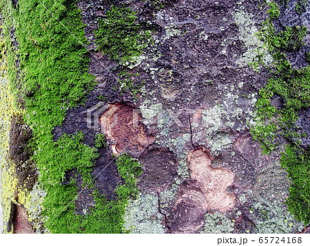 苔の生える欅の古木の幹の写真素材