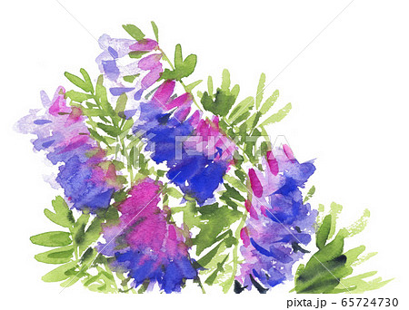 ナヨクサフジ20523pix7 65724730