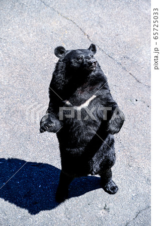 餌をねだるクマ牧場のツキノワグマ 餌をねだるクマ牧場のツキノワグマ 65725033