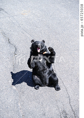 餌をねだるクマ牧場のツキノワグマ 65725038