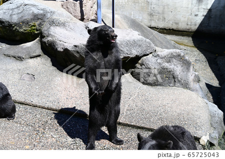 餌をねだるクマ牧場のツキノワグマ 65725043