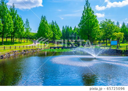 打上川治水緑地のメタセコイア 65725096