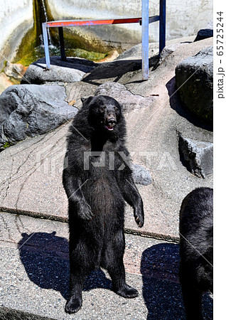 餌をねだるクマ牧場のツキノワグマ 65725244