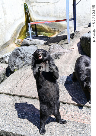 餌をねだるクマ牧場のツキノワグマ 65725249