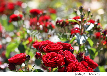 赤い薔薇 赤い薔薇 65725286