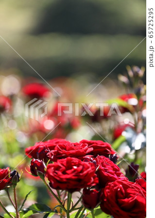 赤い薔薇 赤い薔薇 65725295