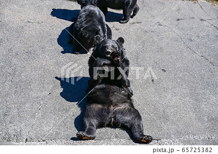 餌をねだるクマ牧場のツキノワグマ 65725382