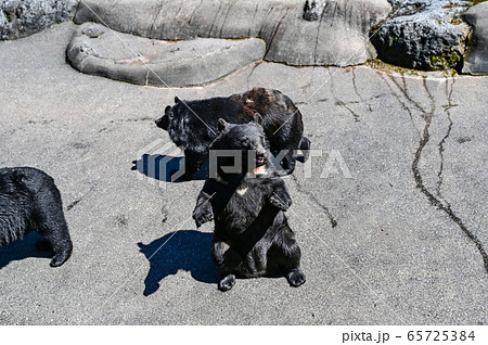 餌をねだるクマ牧場のツキノワグマ 65725384