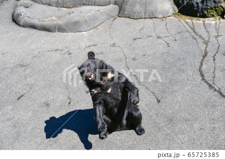 餌をねだるクマ牧場のツキノワグマ 餌をねだるクマ牧場のツキノワグマ 65725385