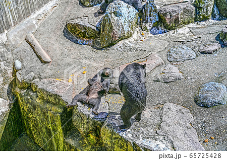 餌をねだるクマ牧場のツキノワグマ 65725428