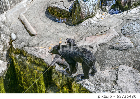 餌をねだるクマ牧場のツキノワグマ 65725430