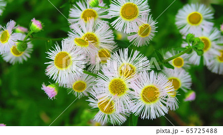 ハルジオンの花 65725488