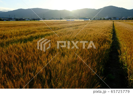 朝日あびる麦畑（奈良県桜井市） 65725779