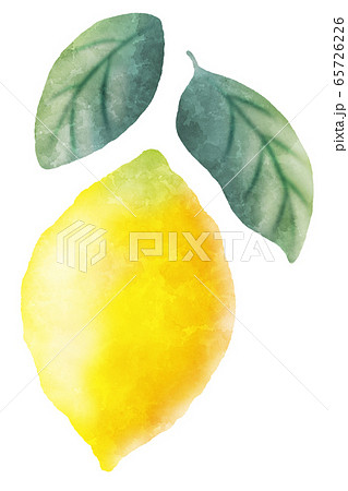 水彩タッチのレモン 果実のイラスト素材