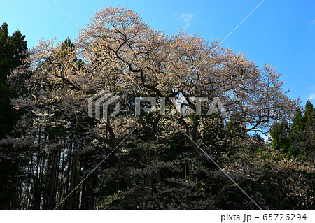 青空と種蒔き桜 65726294