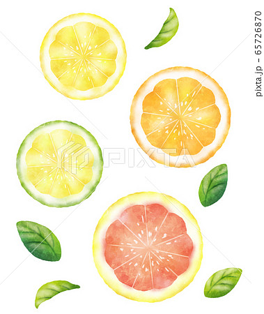 フルーツの輪切り 柑橘類 水彩風のイラスト素材