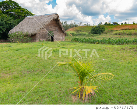 Tobacco shed or barn for drying tobacco leaves in Tobacco shed or barn for drying tobacco leaves in 65727279