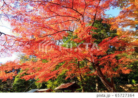 小石川後楽園の紅葉 小石川後楽園の紅葉 65727364