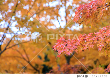 小石川後楽園の紅葉 65727366