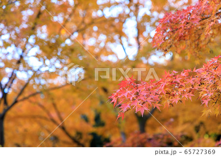 小石川後楽園の紅葉 65727369