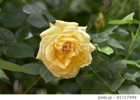 伊豆の踊子 伊豆の踊子 65727999