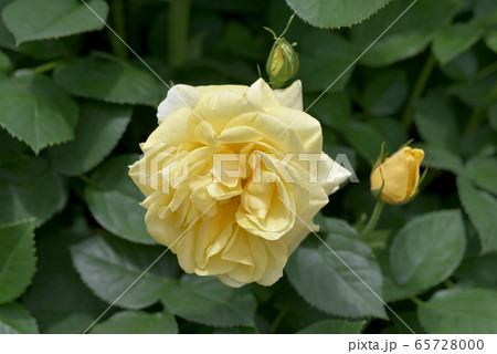 伊豆の踊子 65728000