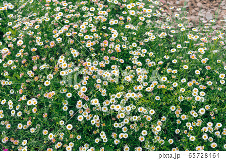 初夏の花畑 エリゲロン 源平小菊 アズマギクの写真素材