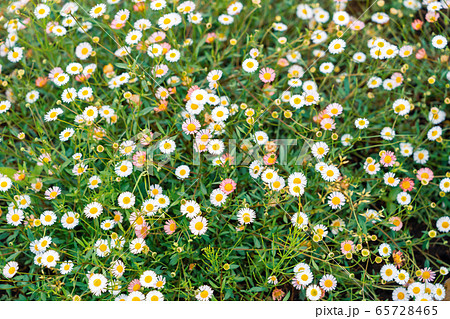 初夏の花畑 エリゲロン 源平小菊 アズマギク 初夏の花畑 エリゲロン 源平小菊 アズマギク 65728465
