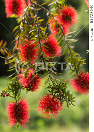 初夏の花　ブラシノキ 65728640